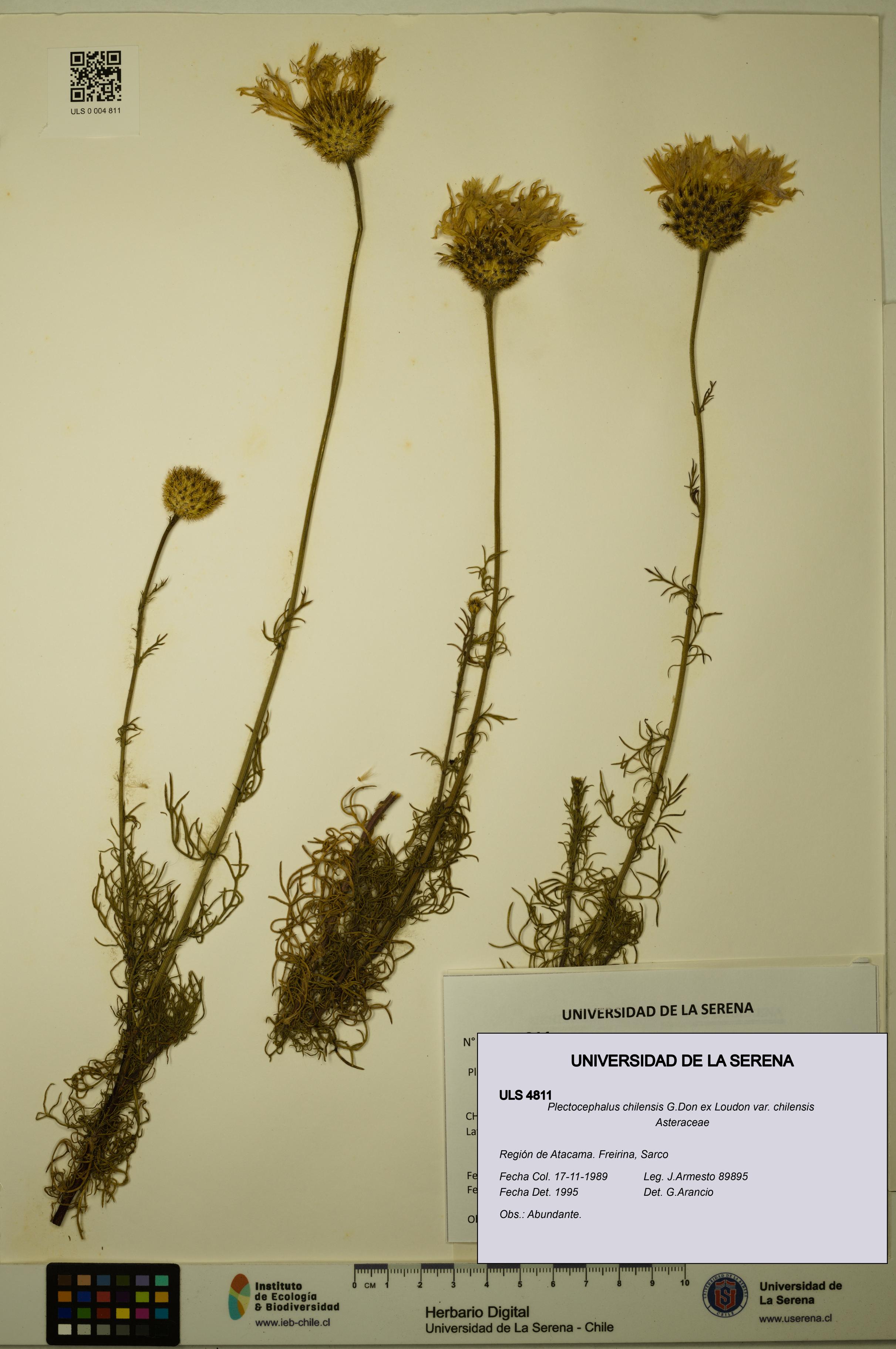 Plectocephalus chilensis var. chilensis [Espécimen: ULS:ULS:0004811]