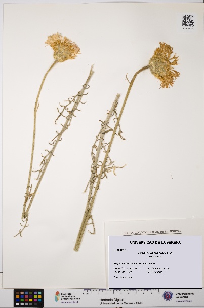 Plectocephalus floccosus [Espécimen: ULS:ULS:0004813]