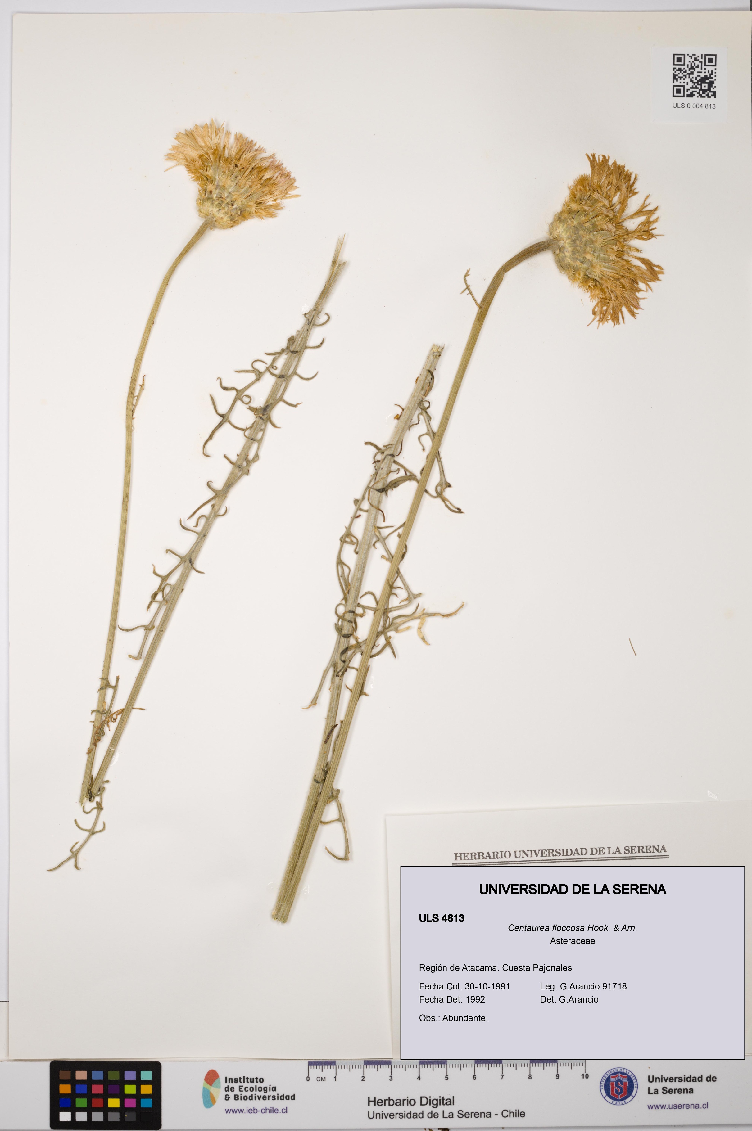 Plectocephalus floccosus [Espécimen: ULS:ULS:0004813]