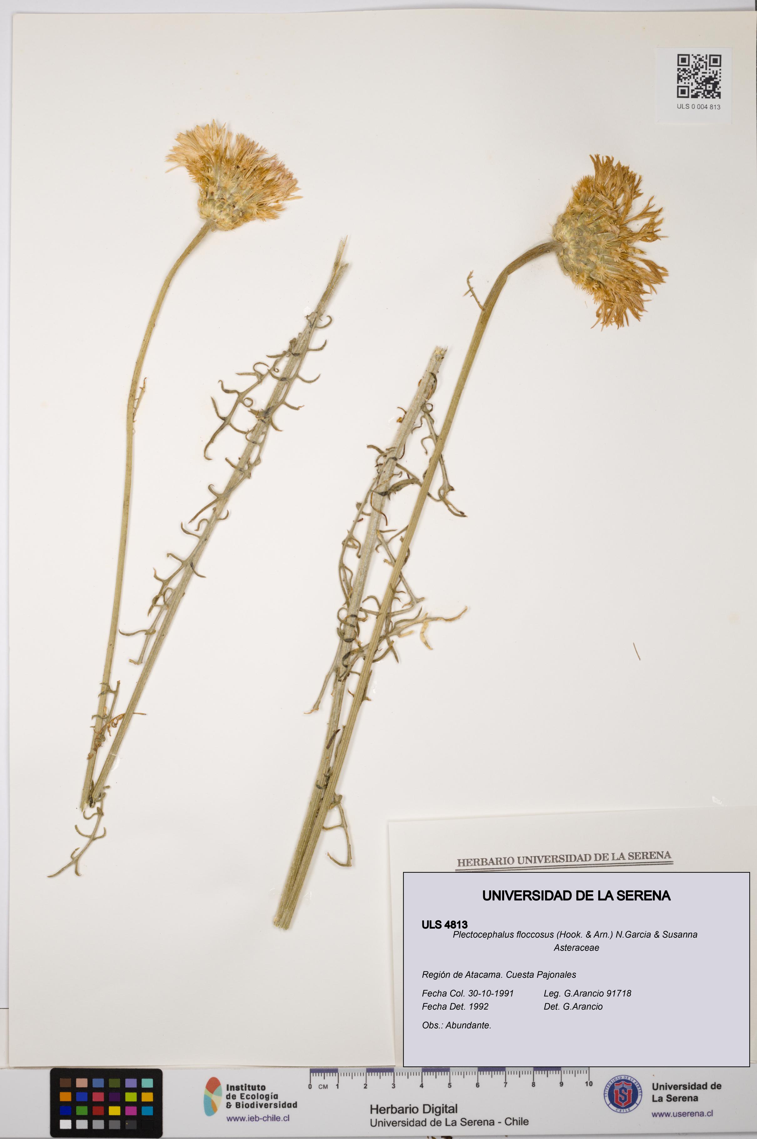 Plectocephalus floccosus [Espécimen: ULS:ULS:0004813]