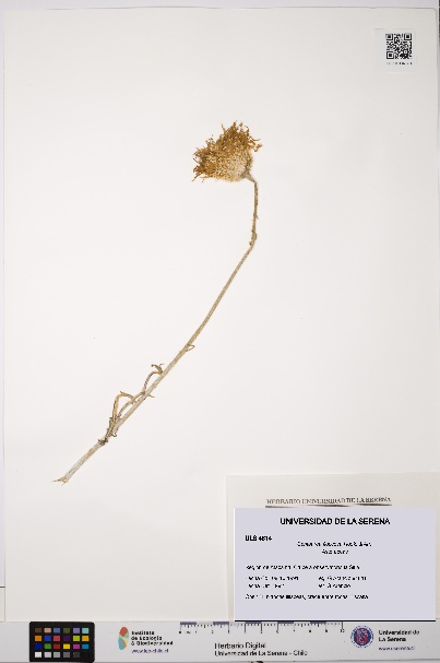 Plectocephalus floccosus [Espécimen: ULS:ULS:0004814]