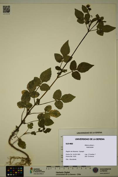 Bidens pilosa [Espécimen: ULS:ULS:0004822]