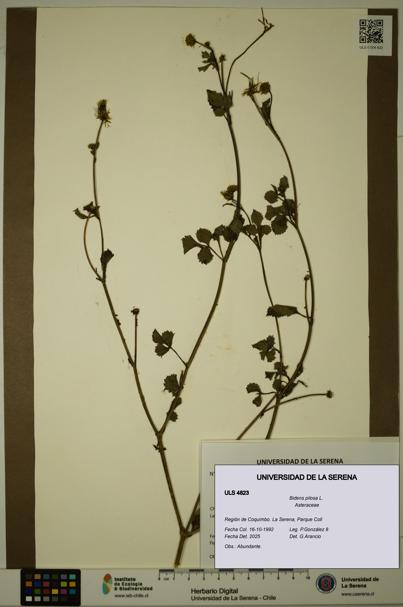 Bidens pilosa [Espécimen: ULS:ULS:0004823]