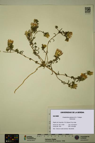 Chaetanthera glabrata [Espécimen: ULS:ULS:0004829]