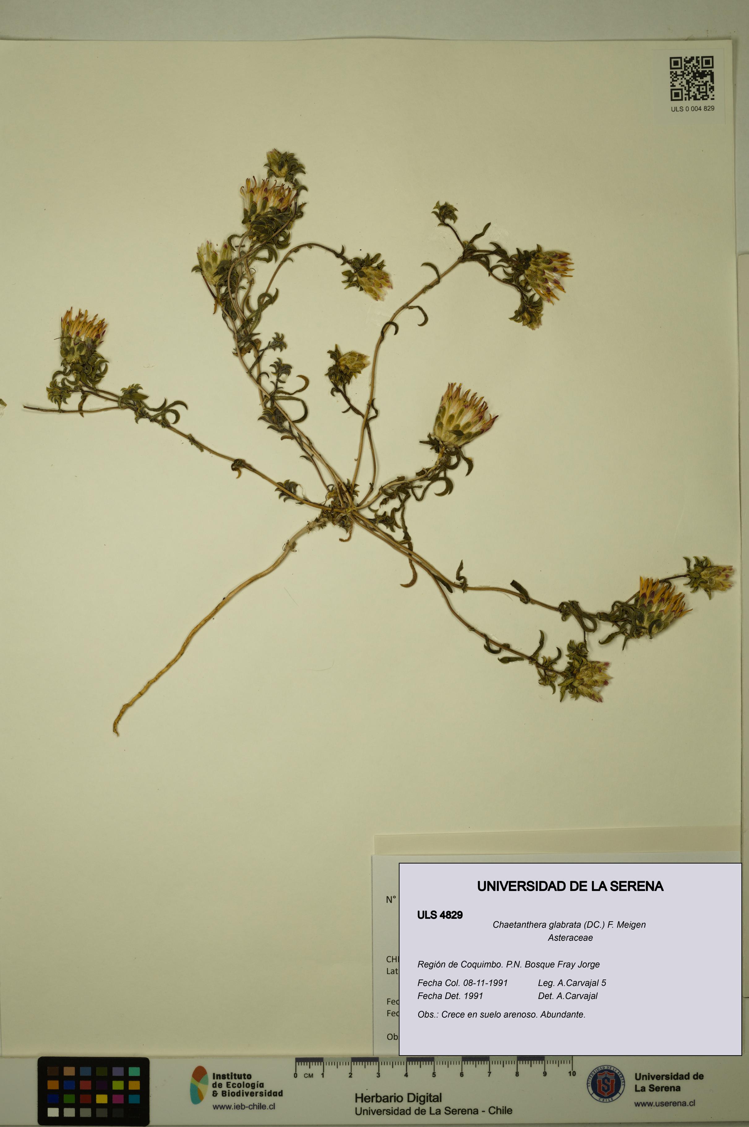 Chaetanthera glabrata [Espécimen: ULS:ULS:0004829]