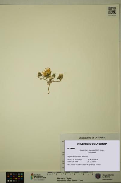 Chaetanthera glabrata [Espécimen: ULS:ULS:0004830]