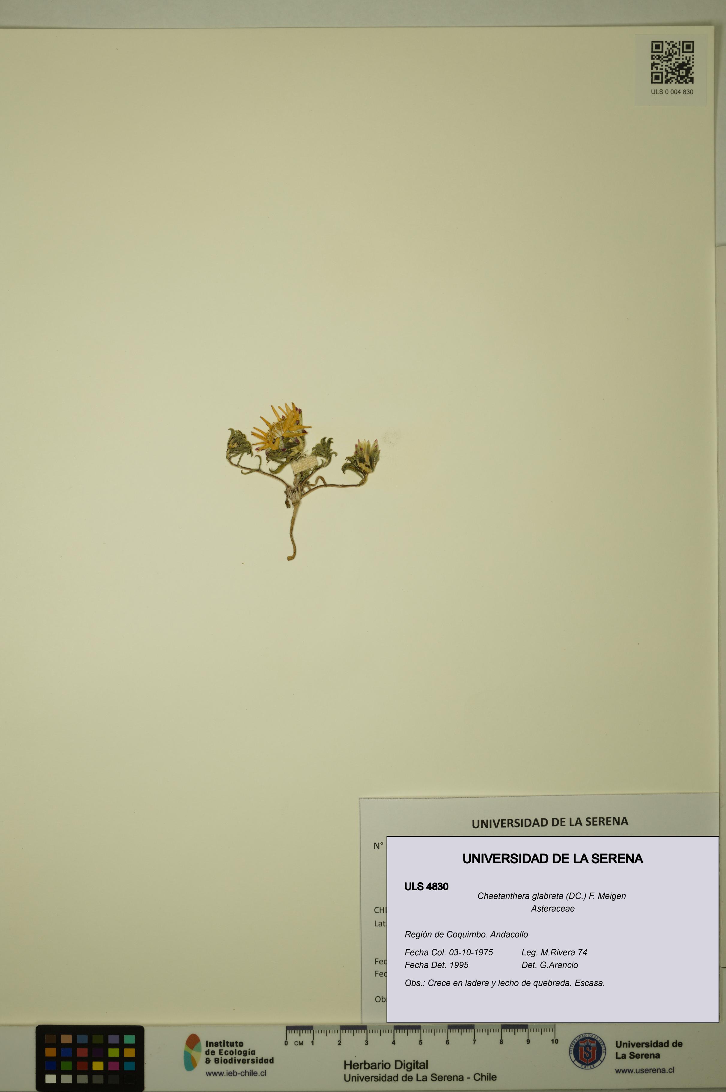 Chaetanthera glabrata [Espécimen: ULS:ULS:0004830]