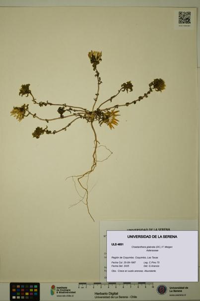 Chaetanthera glabrata [Espécimen: ULS:ULS:0004831]