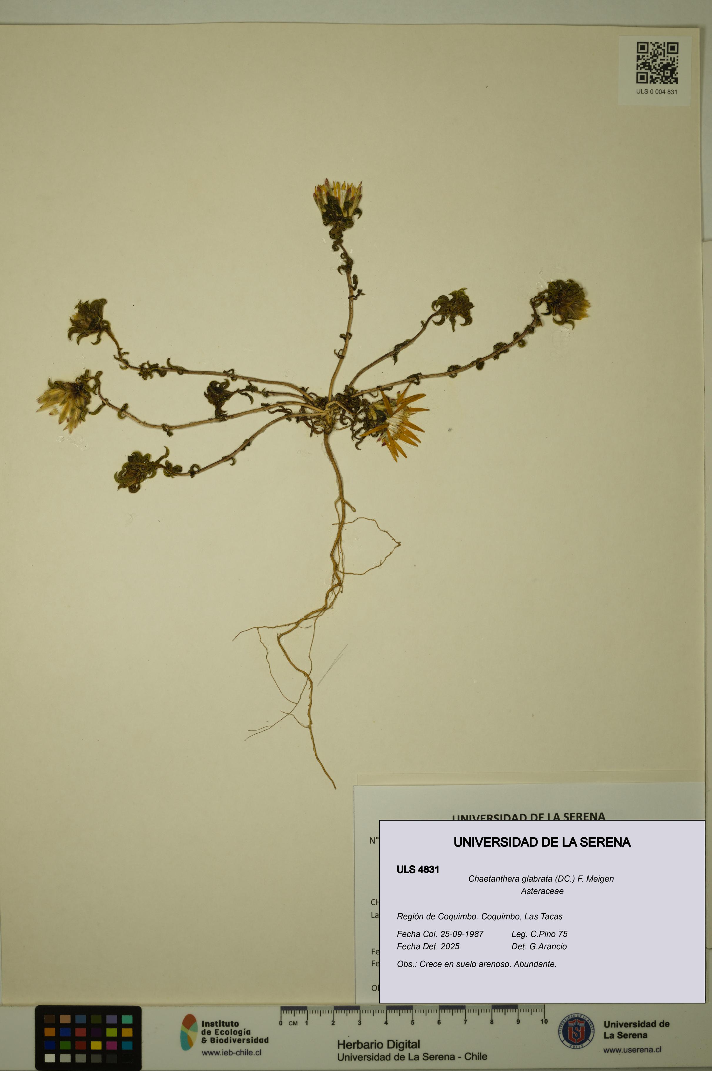 Chaetanthera glabrata [Espécimen: ULS:ULS:0004831]