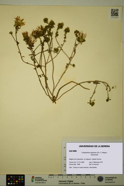 Chaetanthera glabrata [Espécimen: ULS:ULS:0004832]