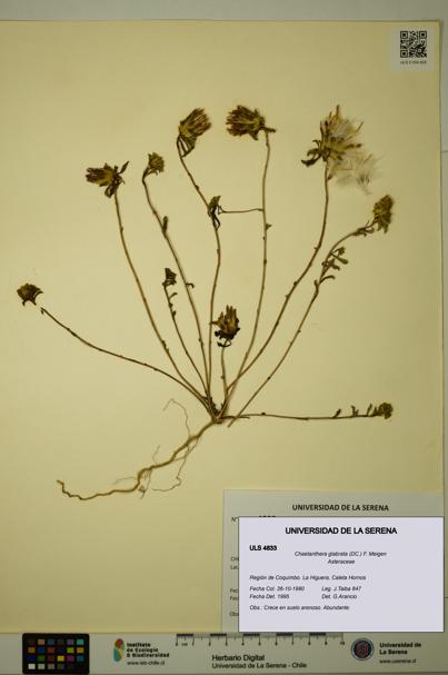 Chaetanthera glabrata [Espécimen: ULS:ULS:0004833]