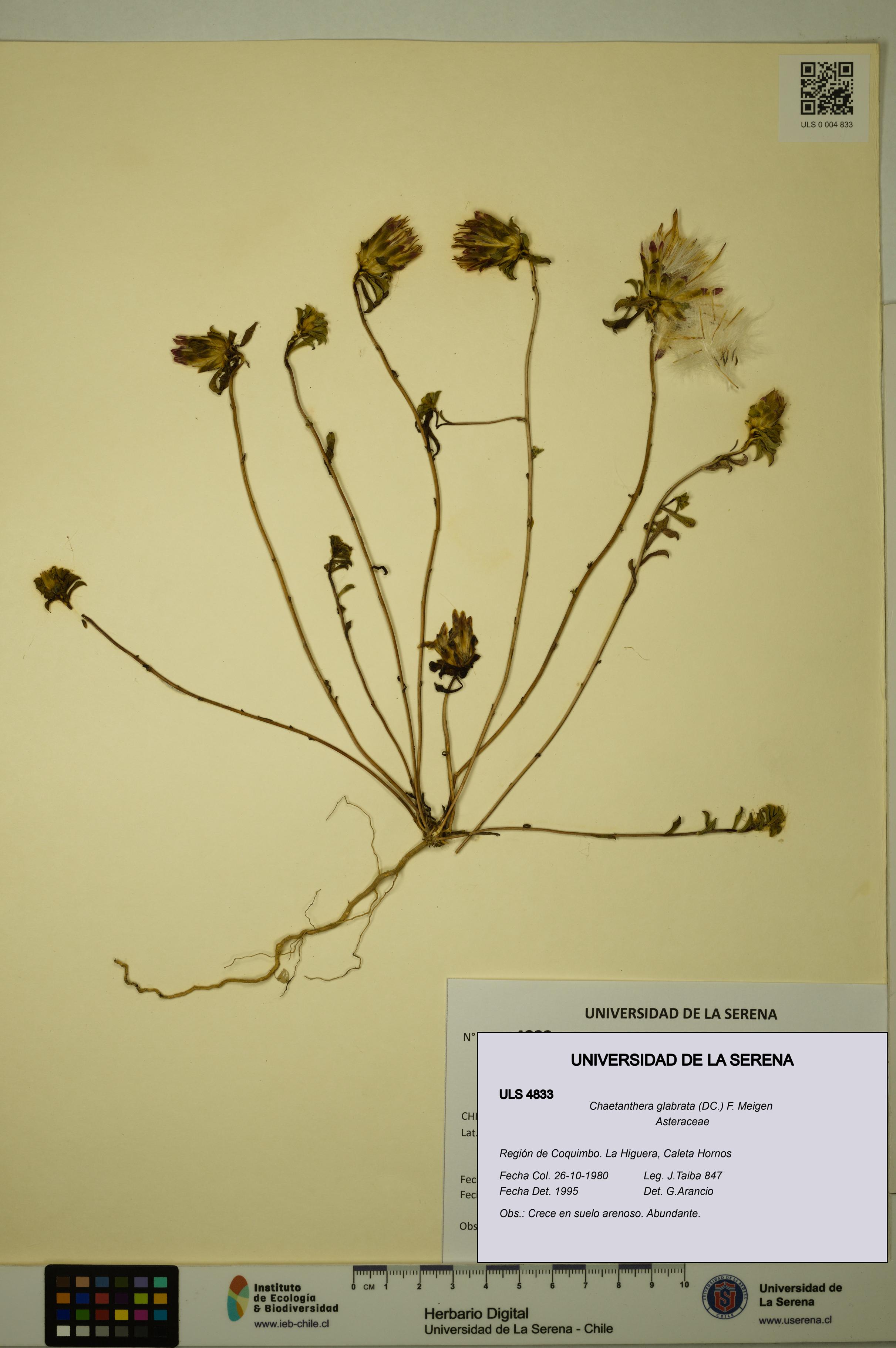 Chaetanthera glabrata [Espécimen: ULS:ULS:0004833]