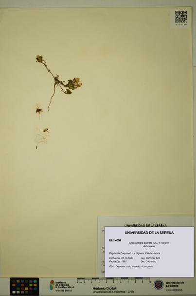 Chaetanthera glabrata [Espécimen: ULS:ULS:0004834]