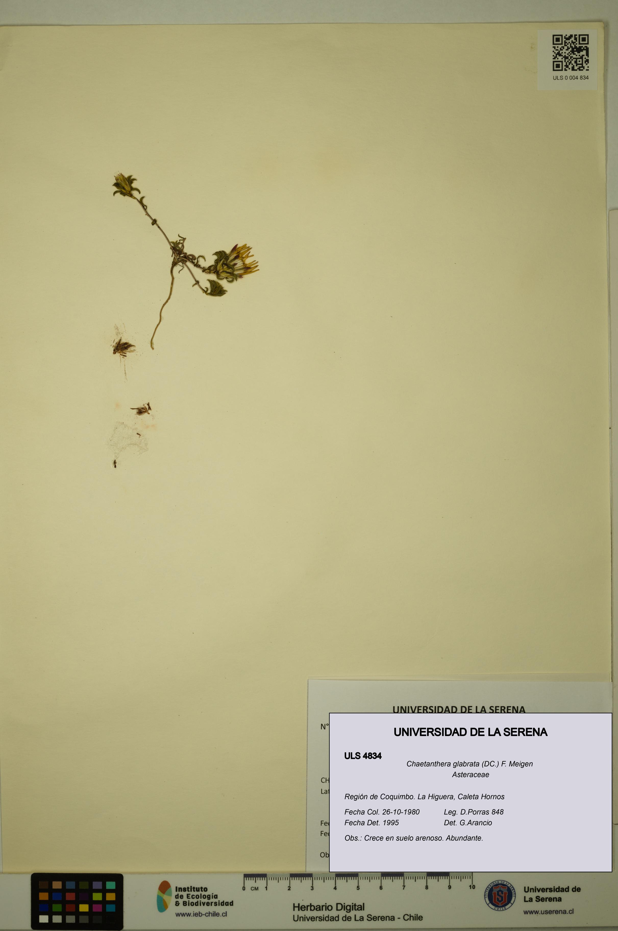 Chaetanthera glabrata [Espécimen: ULS:ULS:0004834]