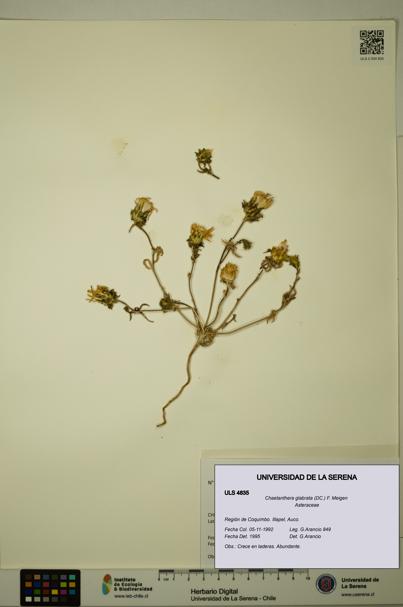 Chaetanthera glabrata [Espécimen: ULS:ULS:0004835]