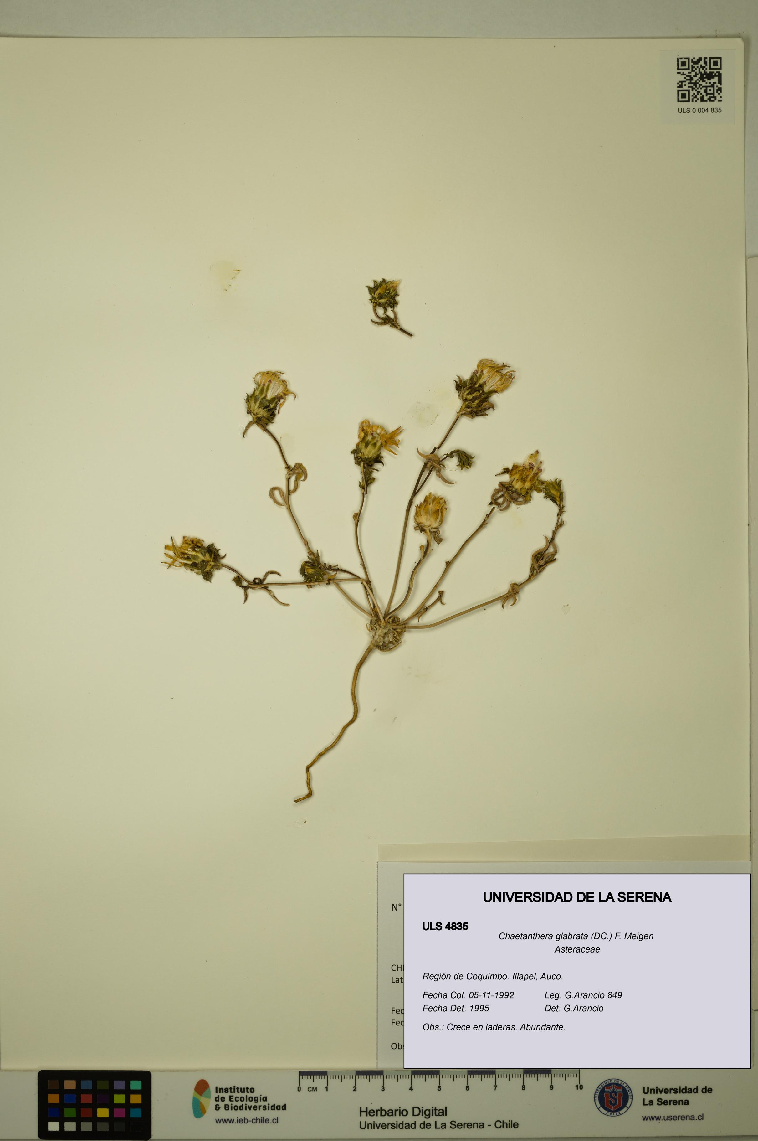 Chaetanthera glabrata [Espécimen: ULS:ULS:0004835]