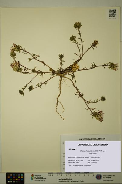 Chaetanthera glabrata [Espécimen: ULS:ULS:0004836]
