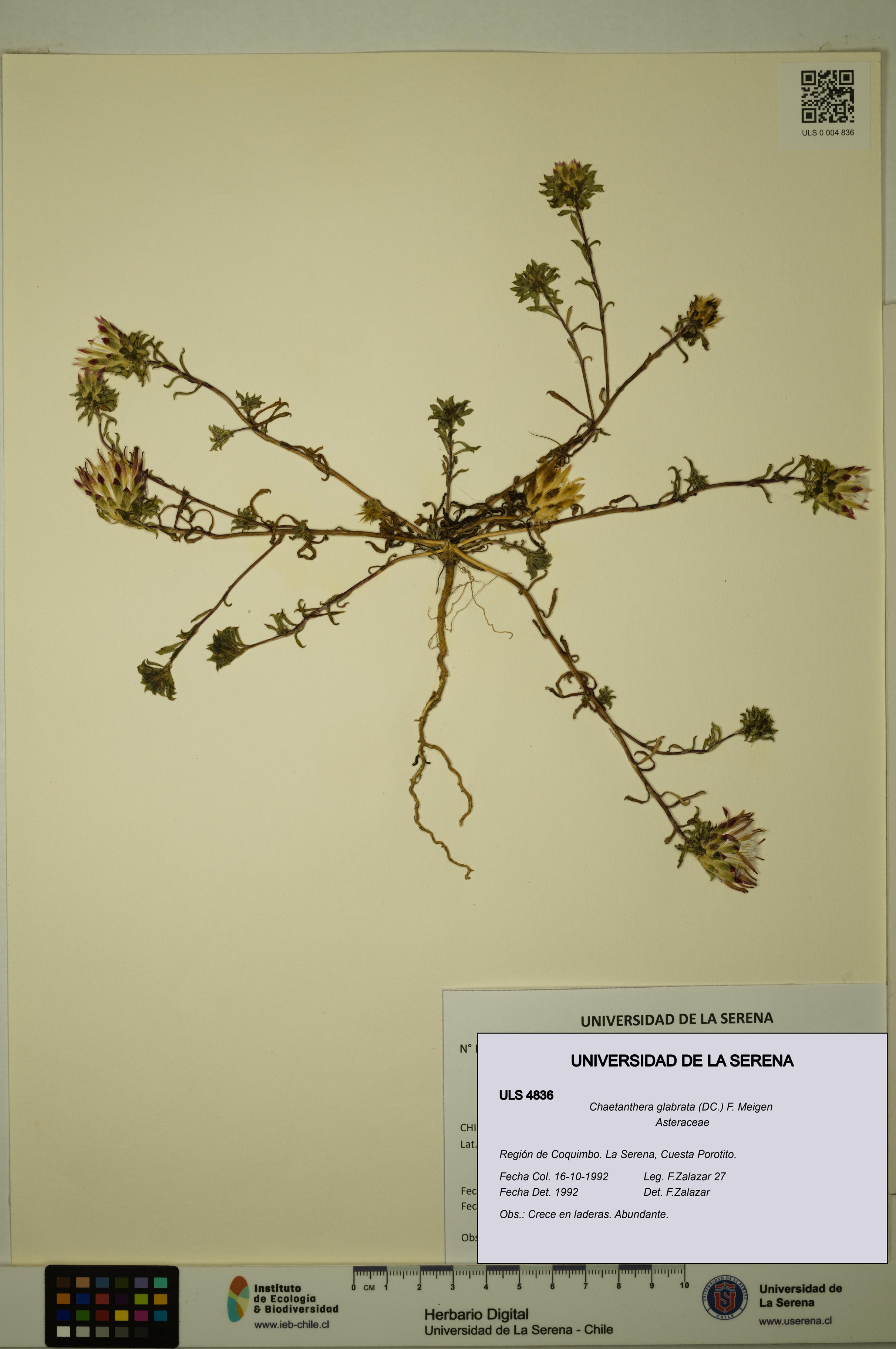 Chaetanthera glabrata [Espécimen: ULS:ULS:0004836]