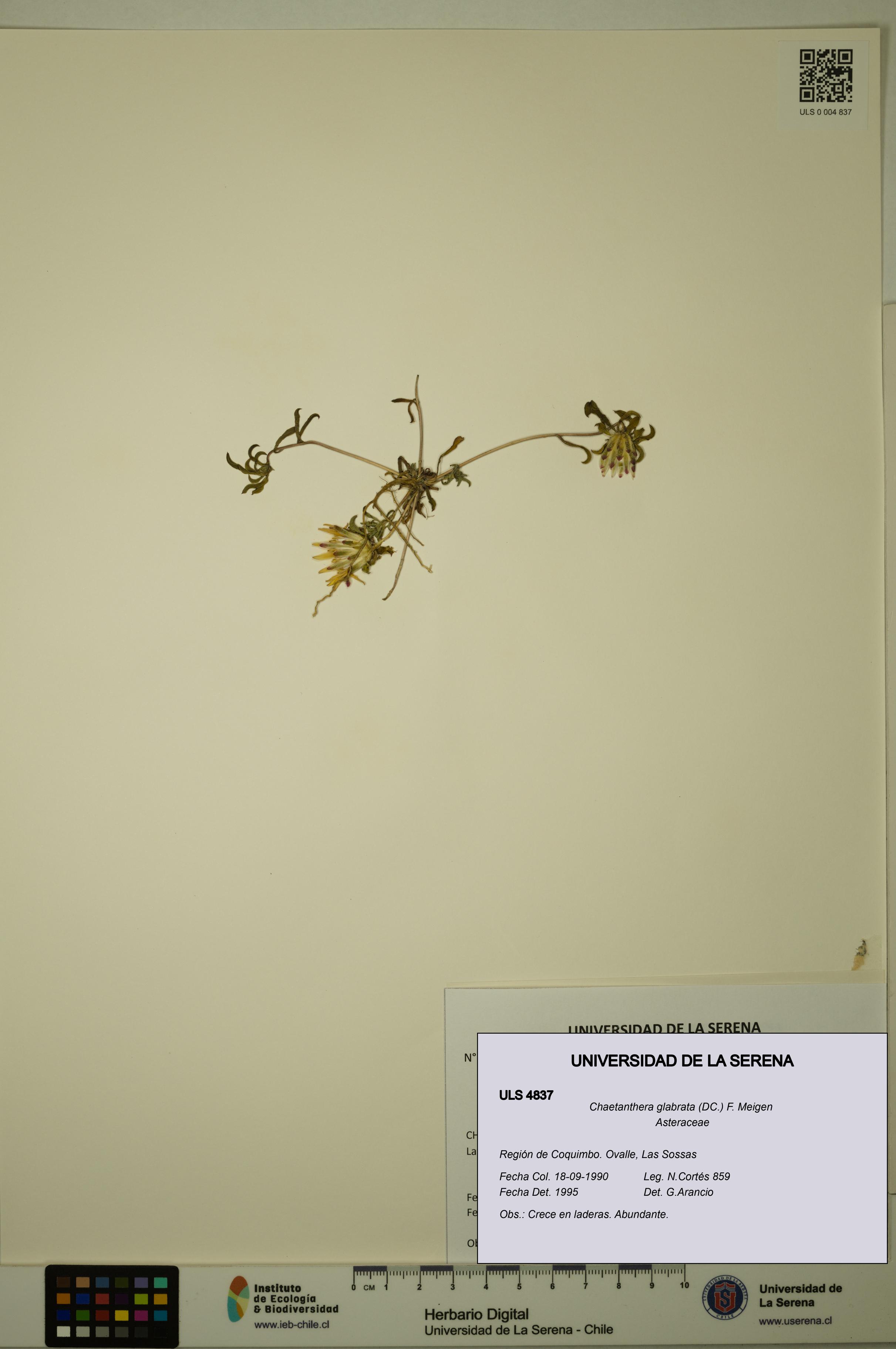 Chaetanthera glabrata [Espécimen: ULS:ULS:0004837]