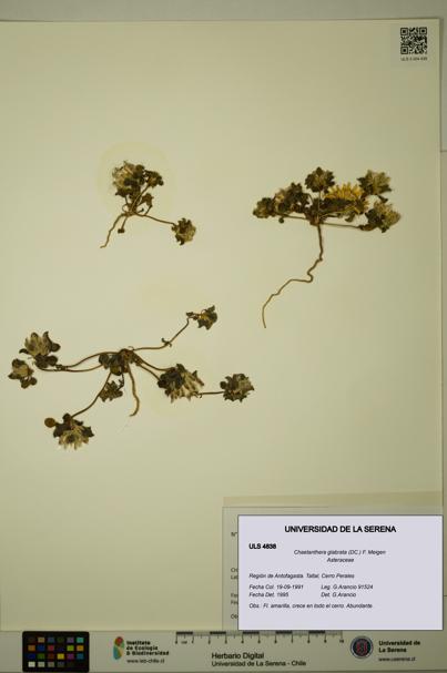 Chaetanthera glabrata [Espécimen: ULS:ULS:0004838]