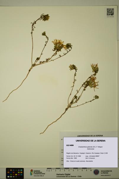 Chaetanthera glabrata [Espécimen: ULS:ULS:0004839]