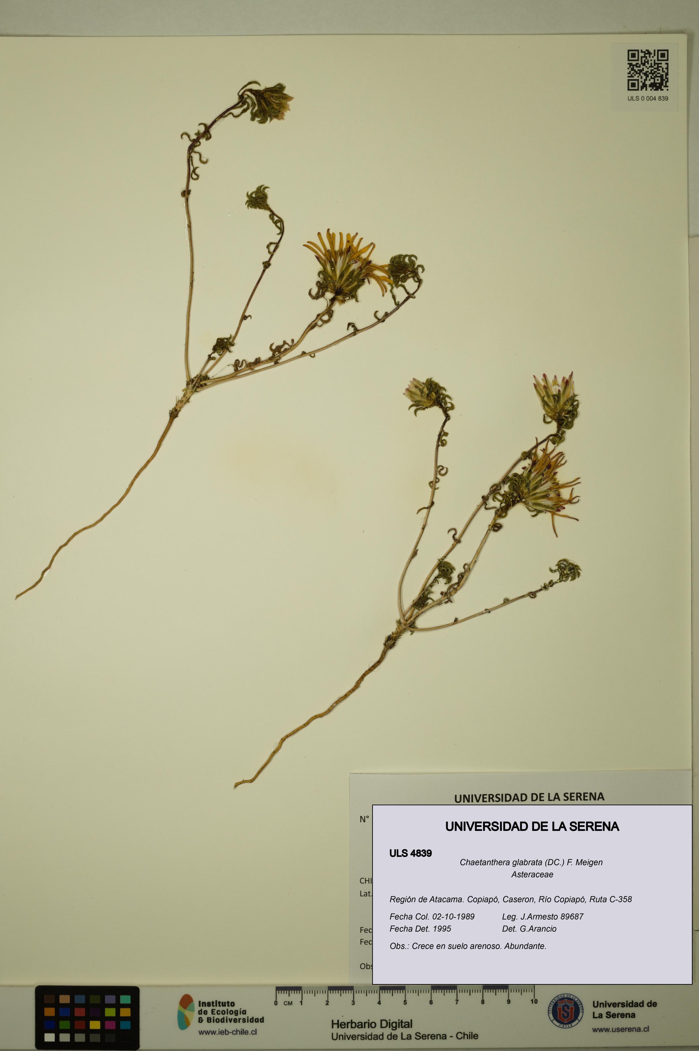 Chaetanthera glabrata [Espécimen: ULS:ULS:0004839]