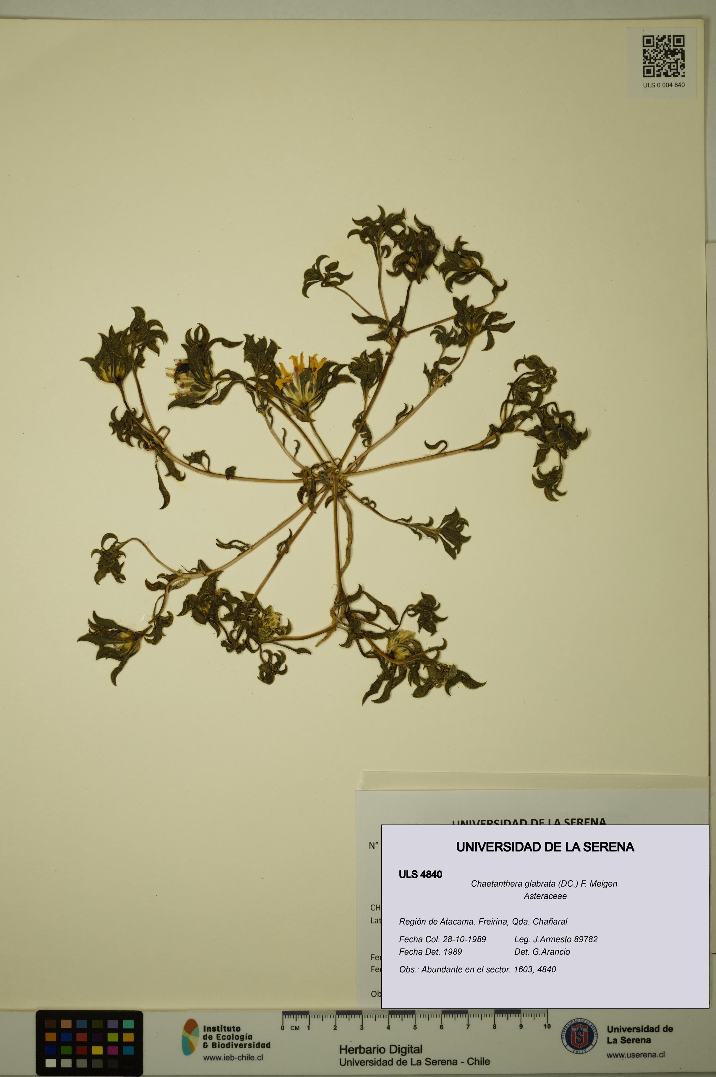 Chaetanthera glabrata [Espécimen: ULS:ULS:0004840]