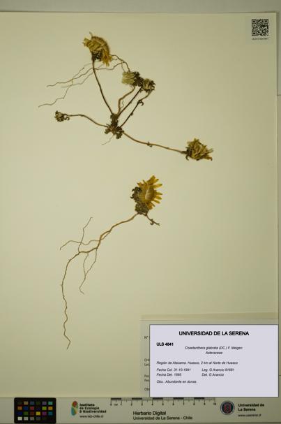 Chaetanthera glabrata [Espécimen: ULS:ULS:0004841]