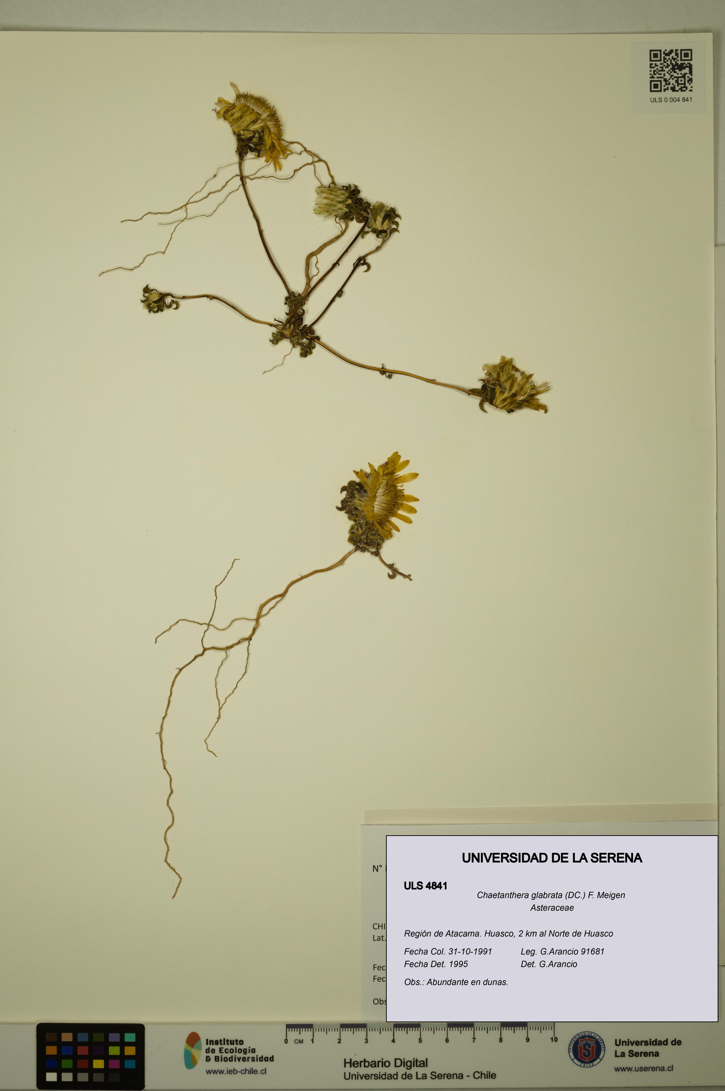 Chaetanthera glabrata [Espécimen: ULS:ULS:0004841]