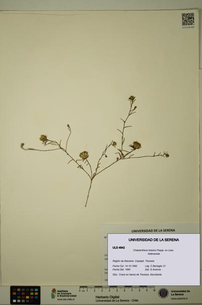 Chaetanthera linearis [Espécimen: ULS:ULS:0004842]