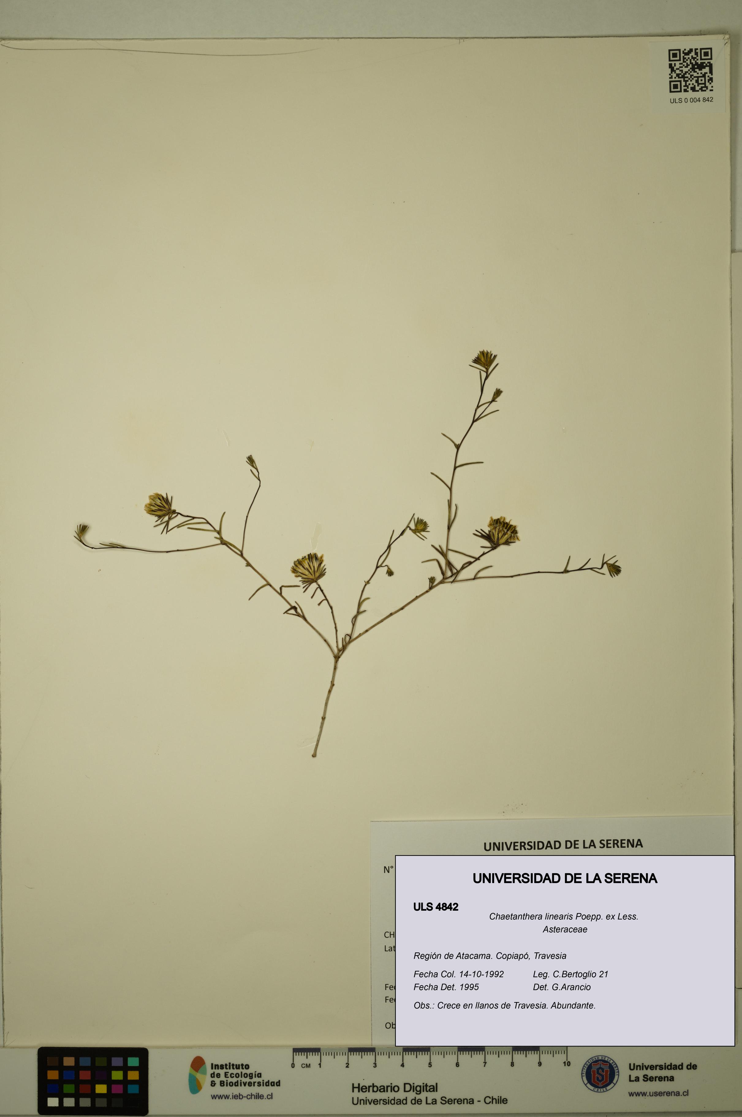 Chaetanthera linearis [Espécimen: ULS:ULS:0004842]