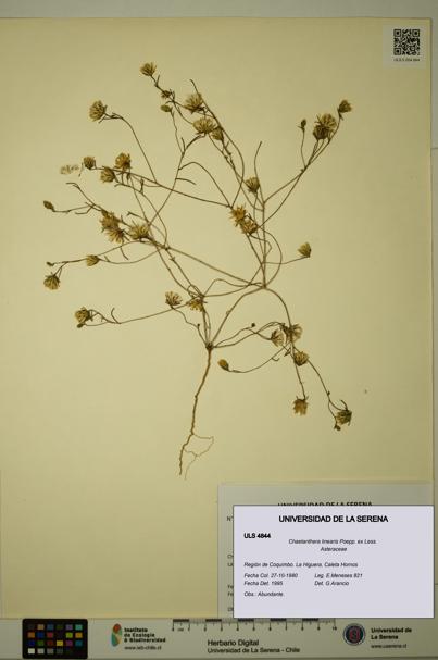 Chaetanthera linearis [Espécimen: ULS:ULS:0004844]