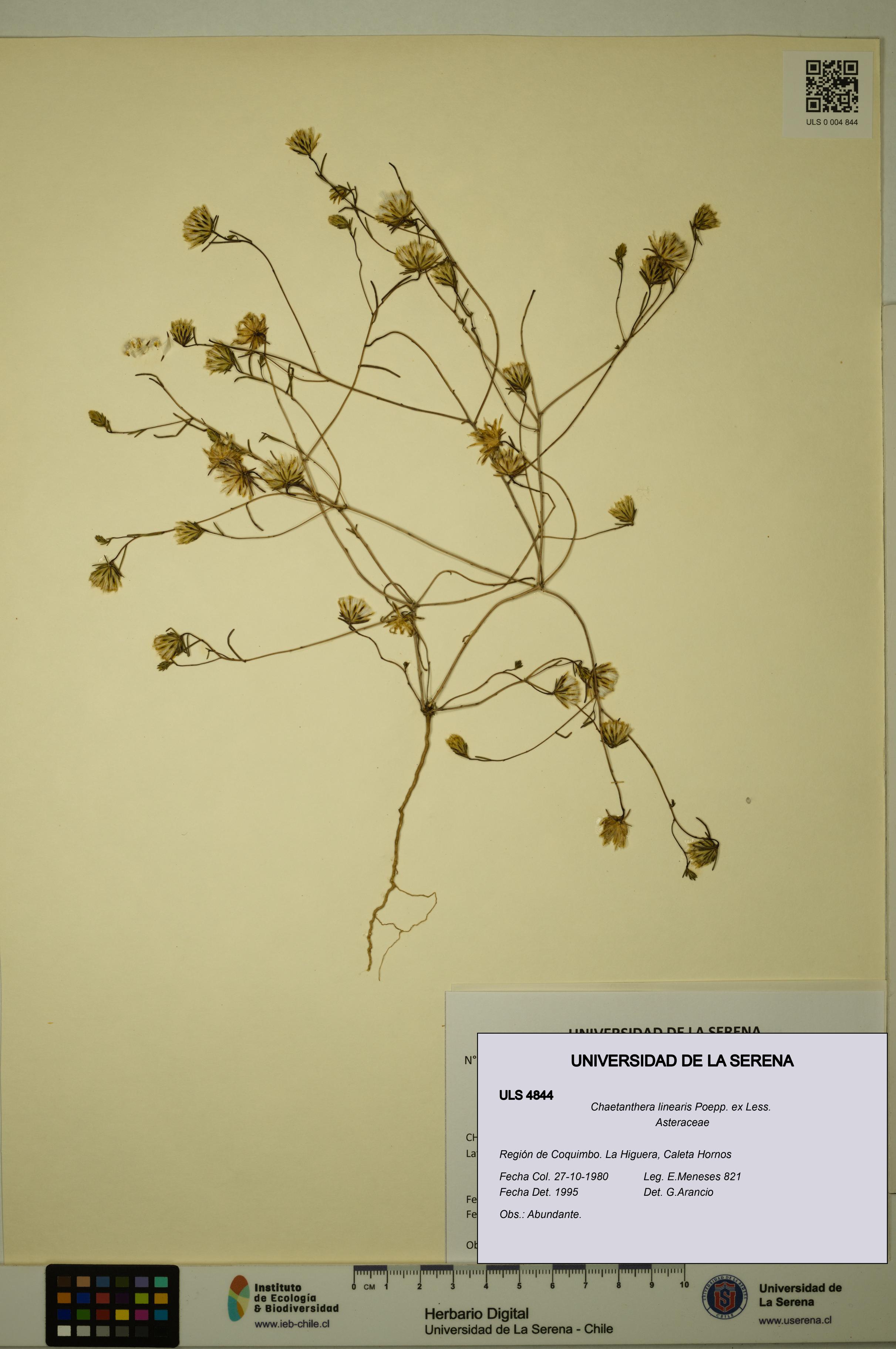 Chaetanthera linearis [Espécimen: ULS:ULS:0004844]