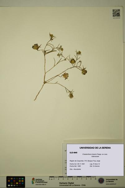Chaetanthera linearis [Espécimen: ULS:ULS:0004845]