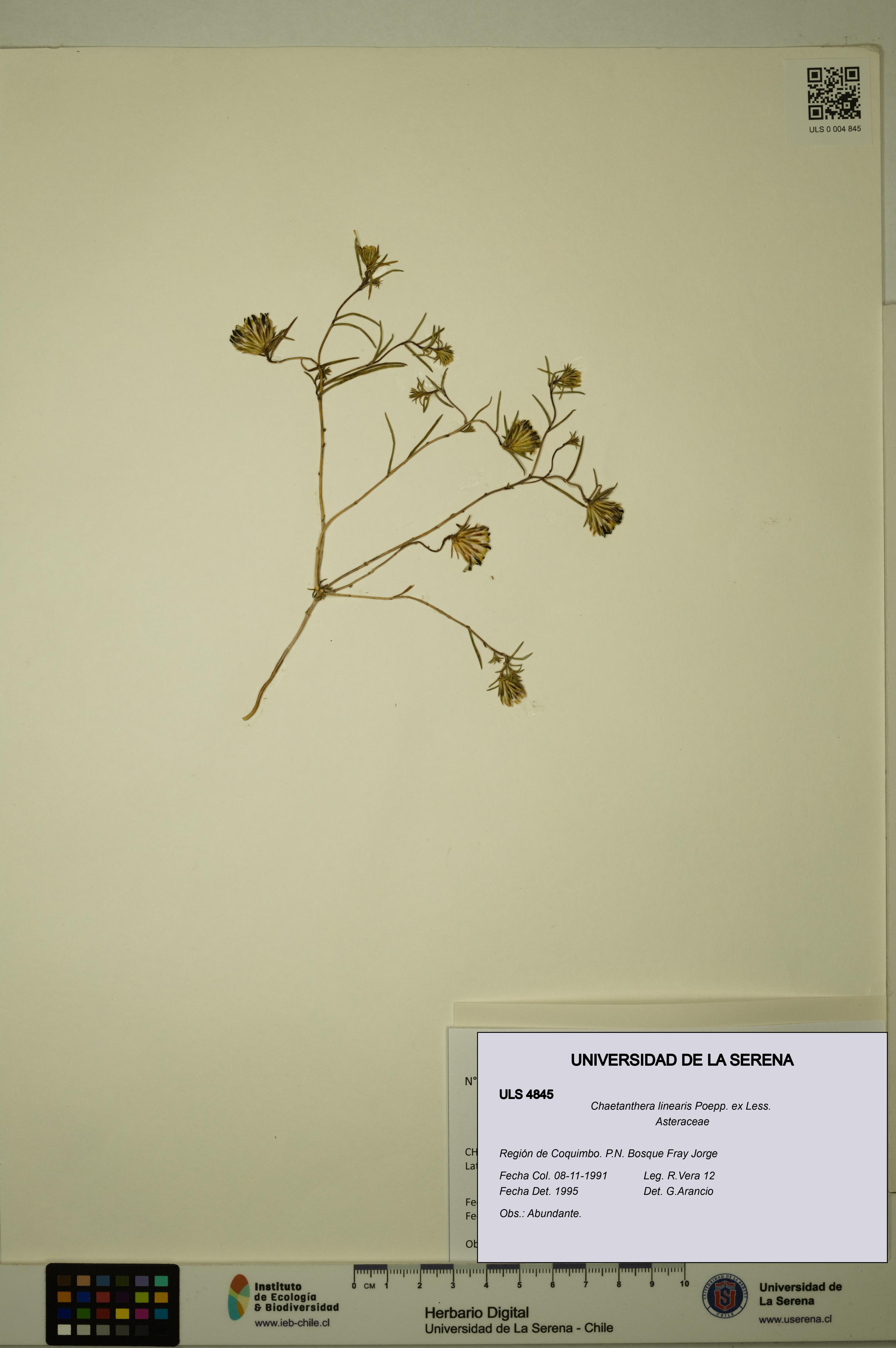 Chaetanthera linearis [Espécimen: ULS:ULS:0004845]