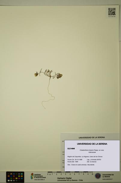 Chaetanthera linearis [Espécimen: ULS:ULS:0004846]