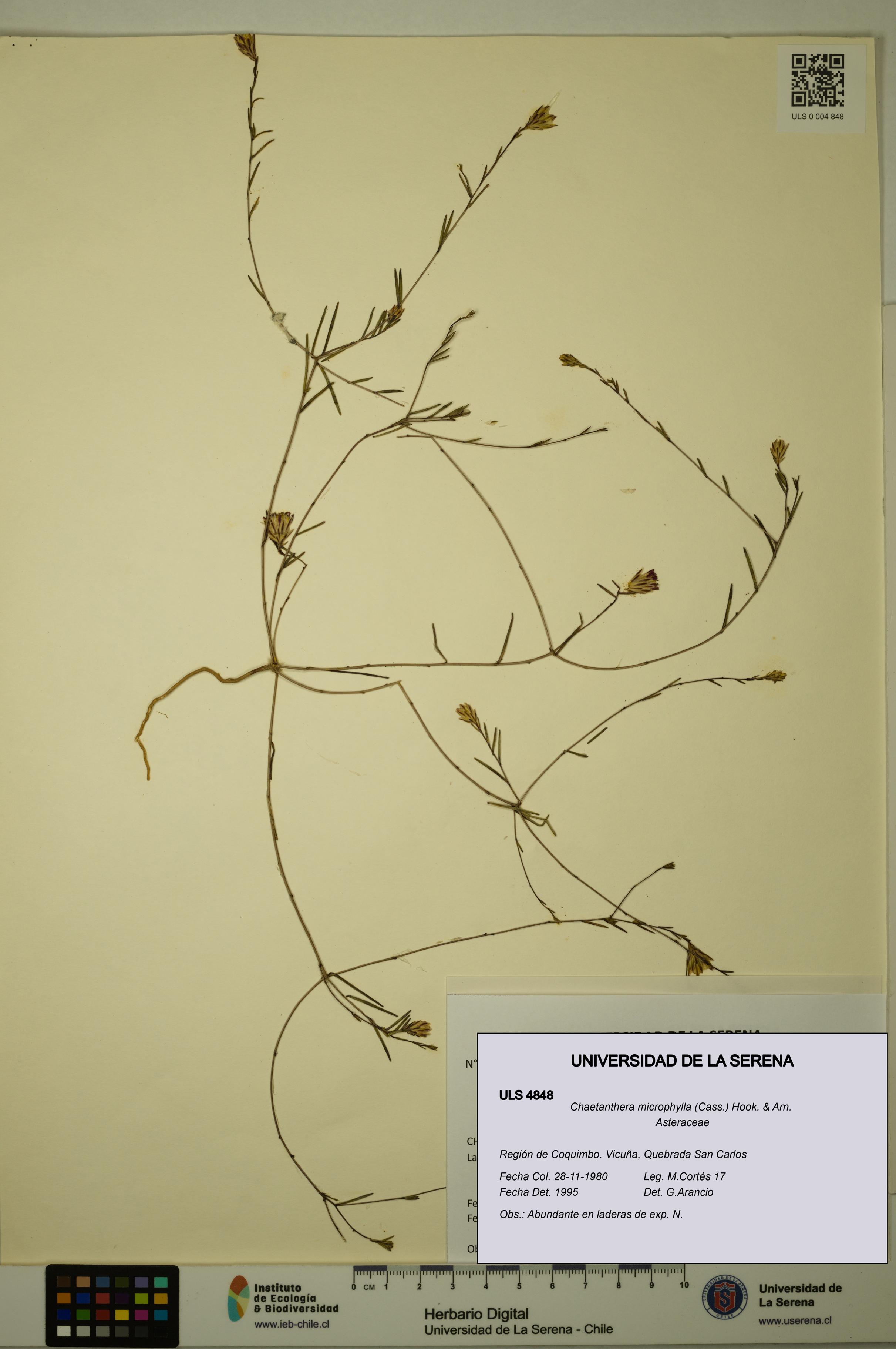 Chaetanthera microphylla [Espécimen: ULS:ULS:0004848]