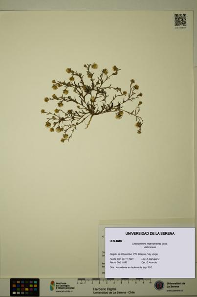 Chaetanthera moenchioides [Espécimen: ULS:ULS:0004849]