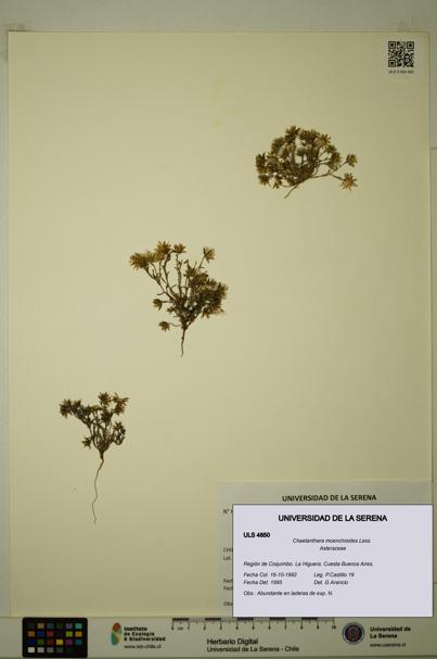 Chaetanthera moenchioides [Espécimen: ULS:ULS:0004850]