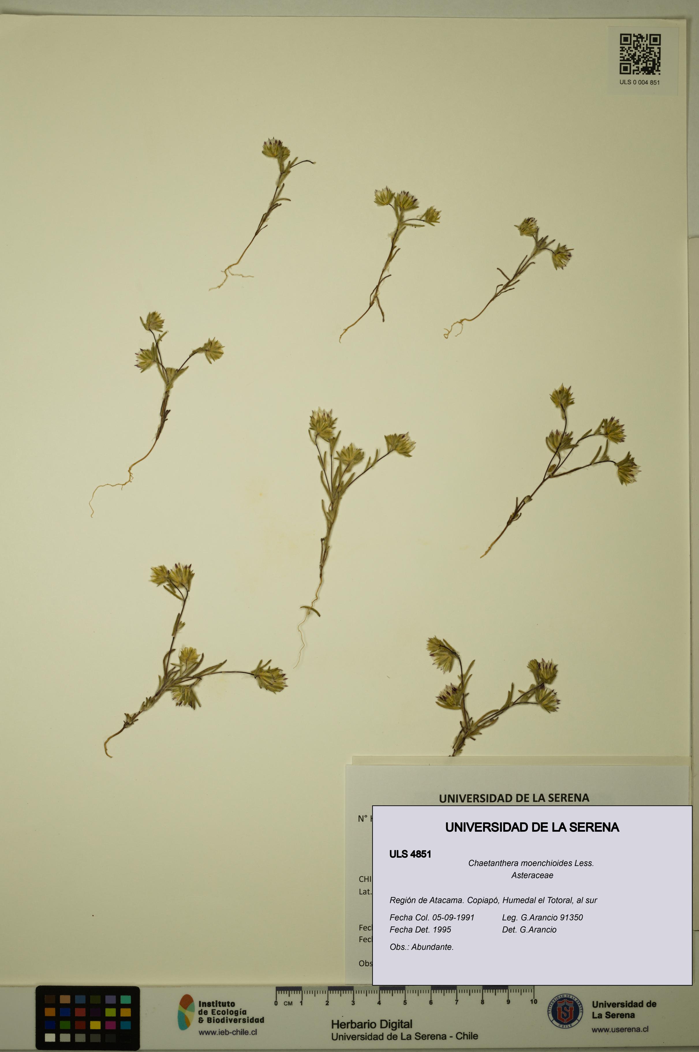 Chaetanthera moenchioides [Espécimen: ULS:ULS:0004851]