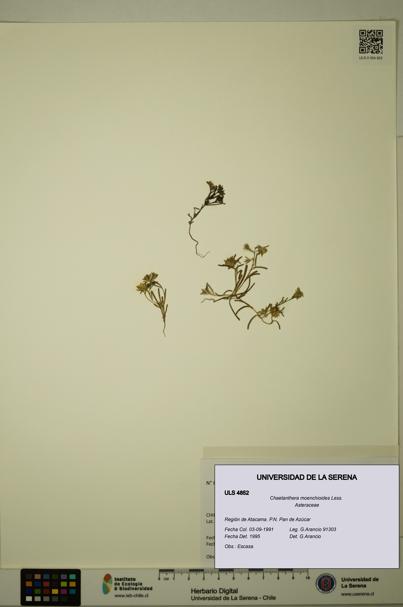 Chaetanthera moenchioides [Espécimen: ULS:ULS:0004852]