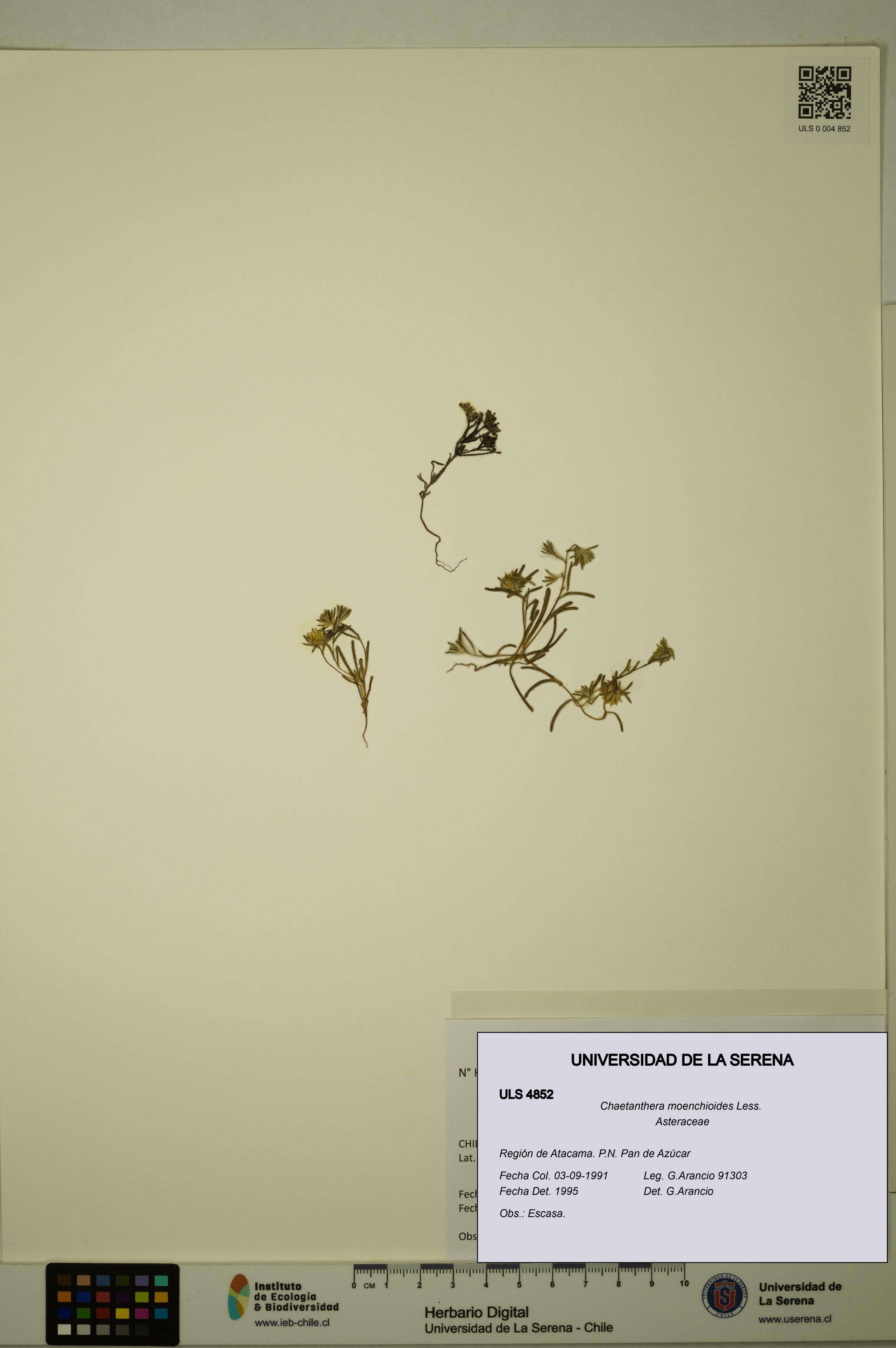 Chaetanthera moenchioides [Espécimen: ULS:ULS:0004852]