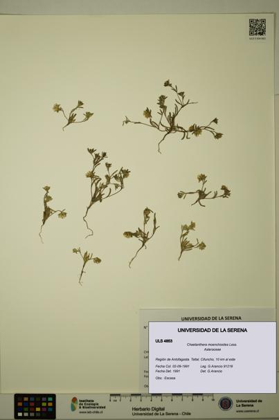 Chaetanthera moenchioides [Espécimen: ULS:ULS:0004853]