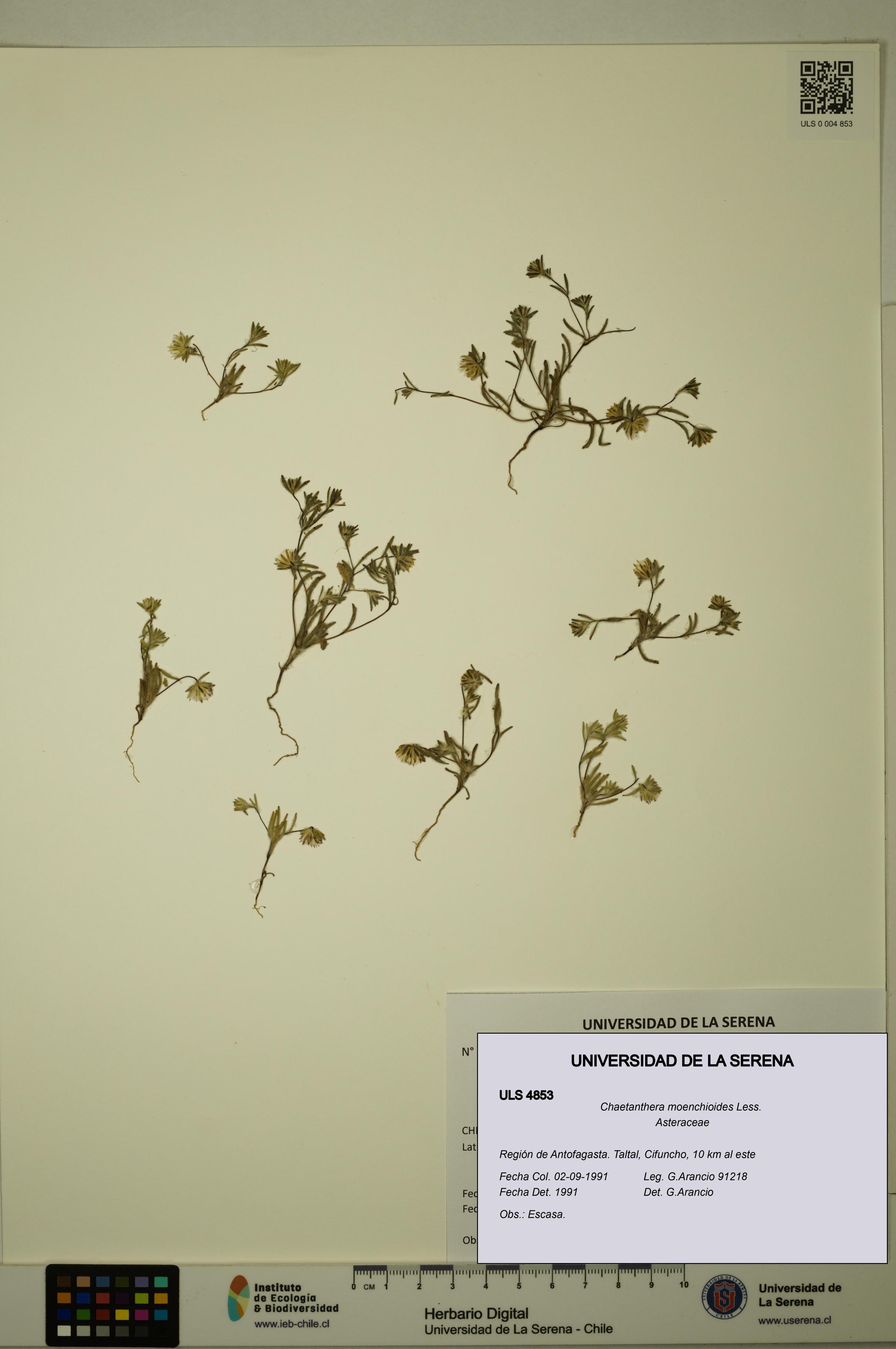 Chaetanthera moenchioides [Espécimen: ULS:ULS:0004853]