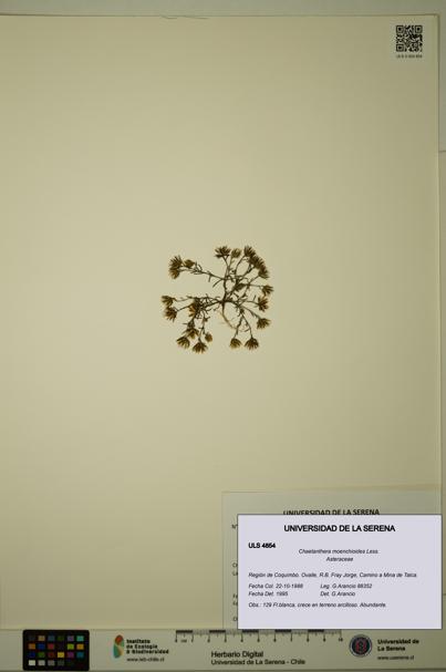 Chaetanthera moenchioides [Espécimen: ULS:ULS:0004854]