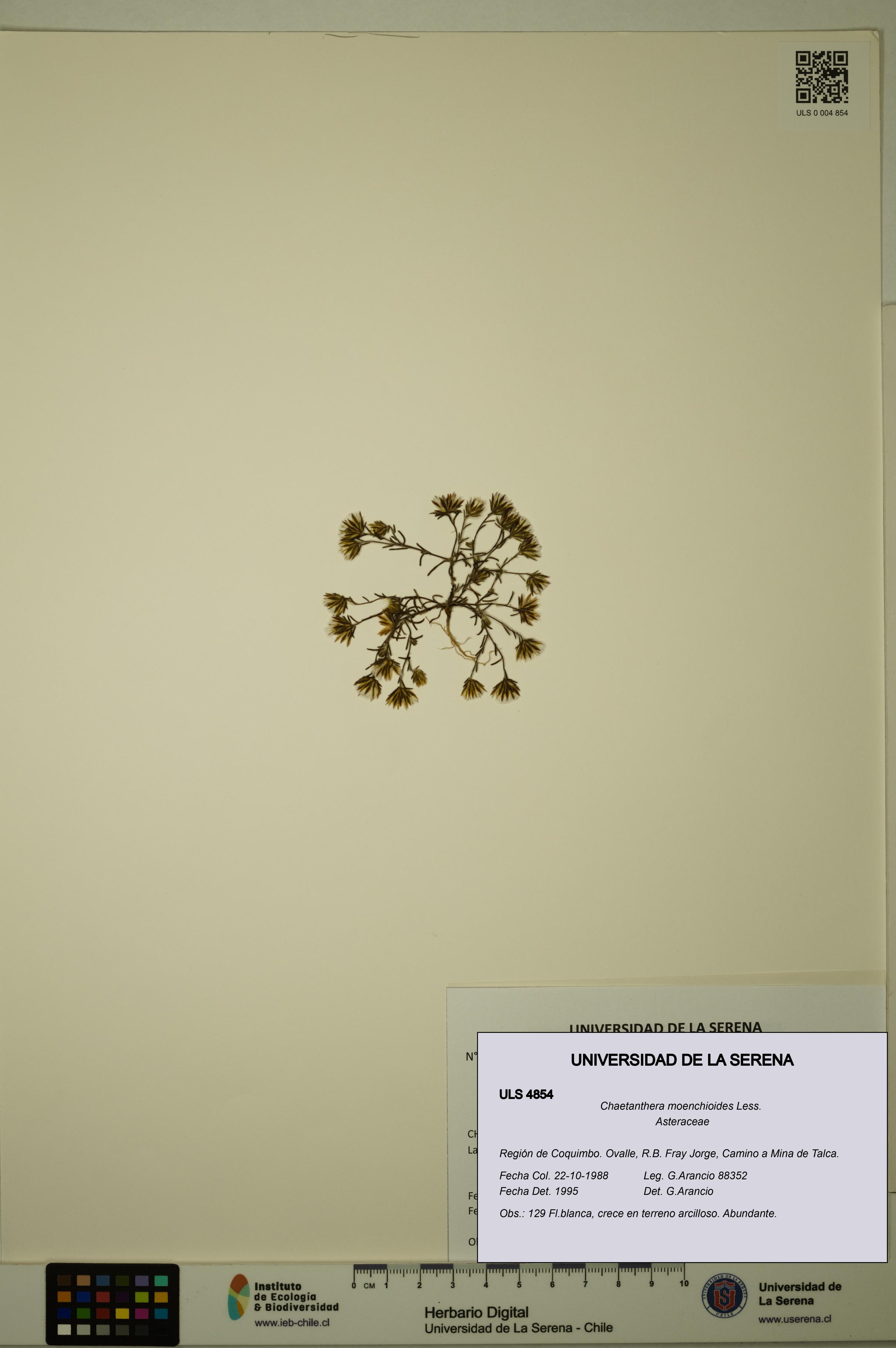 Chaetanthera moenchioides [Espécimen: ULS:ULS:0004854]