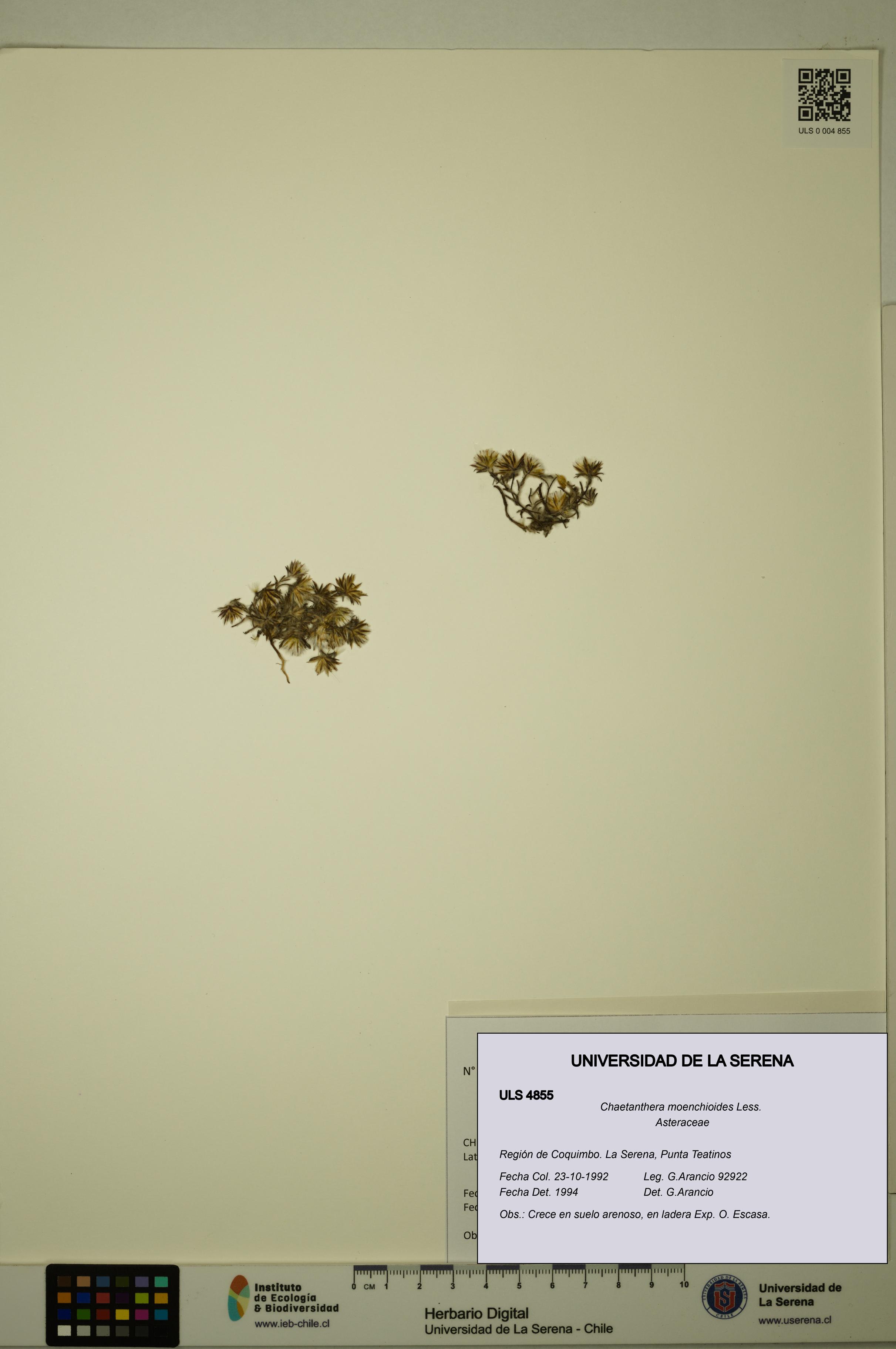 Chaetanthera moenchioides [Espécimen: ULS:ULS:0004855]