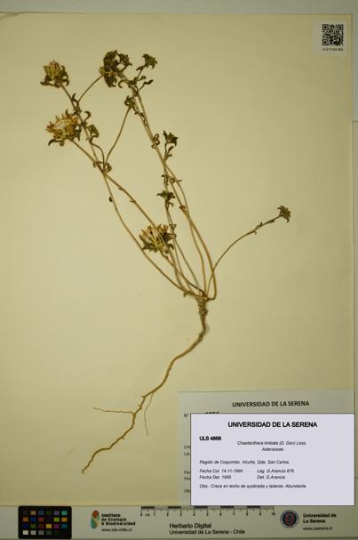 Chaetanthera limbata [Espécimen: ULS:ULS:0004856]
