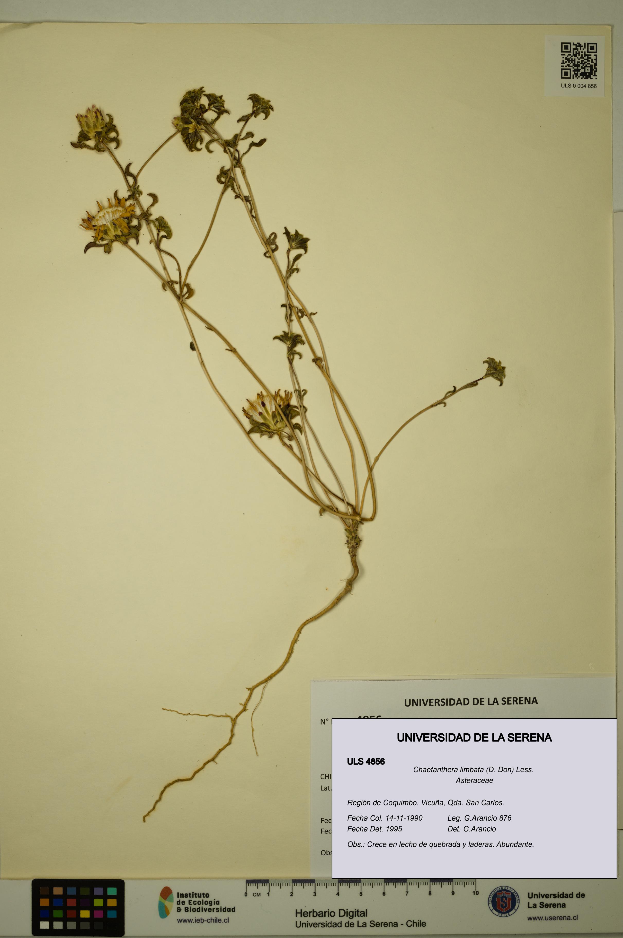 Chaetanthera limbata [Espécimen: ULS:ULS:0004856]
