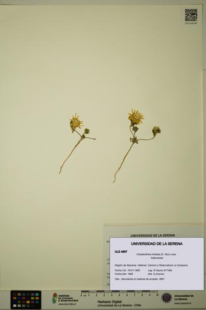 Chaetanthera limbata [Espécimen: ULS:ULS:0004857]
